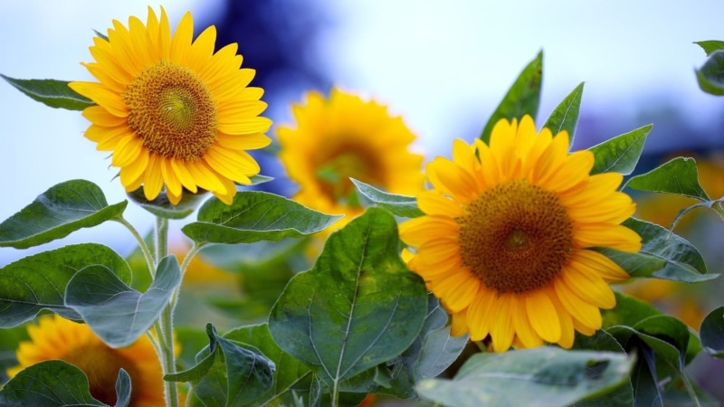 1080P, Summer, full, Bloom, Sunflower