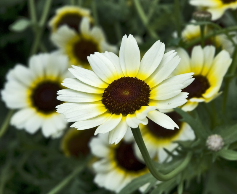 petal, Nymans, Garden, white, photography, National Trust, full bloom, 1080P, summer, close-up, selective, NT, spring, nature, selective focus, full, plant