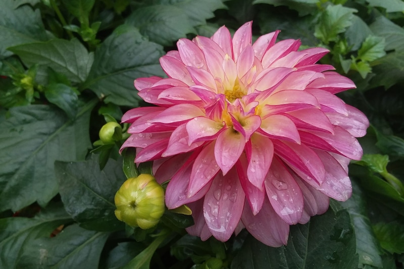 outdoors, beauty in nature, freshness, full, petal, close, flower images, dahlia images, dahlia pictures, dahlia, flowers pic, no people, leaf, green color