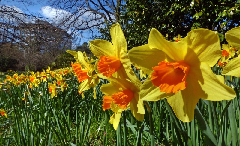 full, 2K, blooms, gardens, orange, summer, floral, plant, yellow, Daffodils, surrounded, springtime, petaled, lumix FZ200, flower, nature, bloom, outdoors