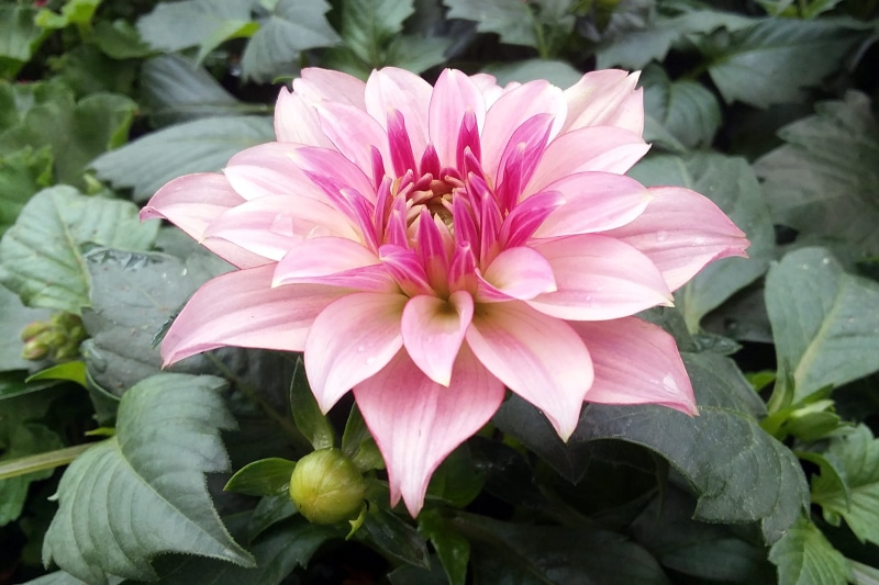 petal, flower images, vulnerability, pink color, springtime, 1080P, inflorescence, no people, dahlia, flower, flowers pic, dahlia pictures, flower head