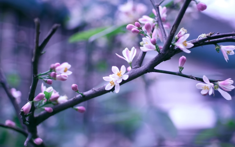 Bokeh, Pink, Flowers, Full, Spring, white, Bloom, 1080P, petaled, multi