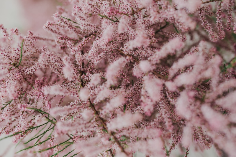 full frame, flowers, pink, freshness, pink Color, macro, backgrounds, pastel colored, nature, early Spring, flower, no people, floral pattern, close-up