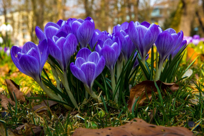 purple, april, freshness, flowerbed, outdoors, land, vulnerability, flowers, day, springtime, park, flower fullness, plant, iris, 4K, flower Head, bright colours