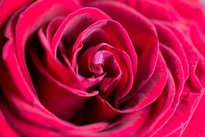 flowers, rose - Flower, positive emotion, beauty, softness, Flower, roses, romance, vulnerability, red, macro, full frame, Close Up, close-up, purple, pattern