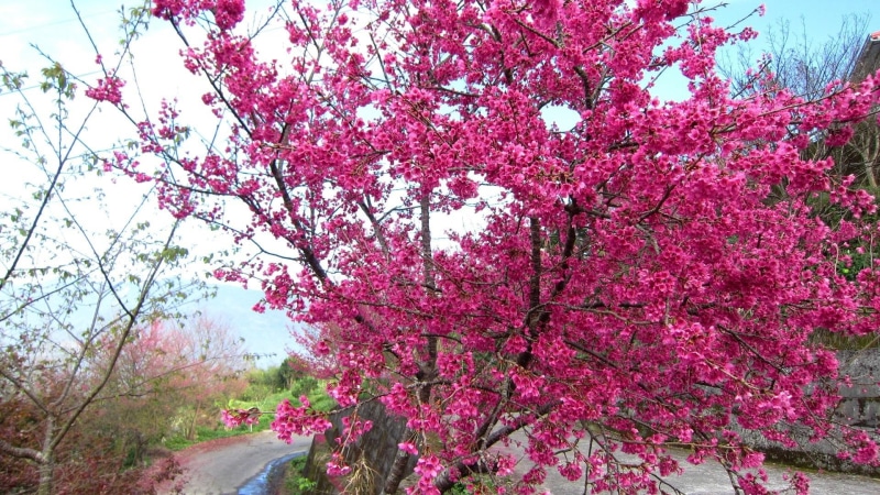 bloom, cherry blossoms, in full bloom, pink, mountain, flowers, blossoms, nature and landscapes, cherry, full, 1080P