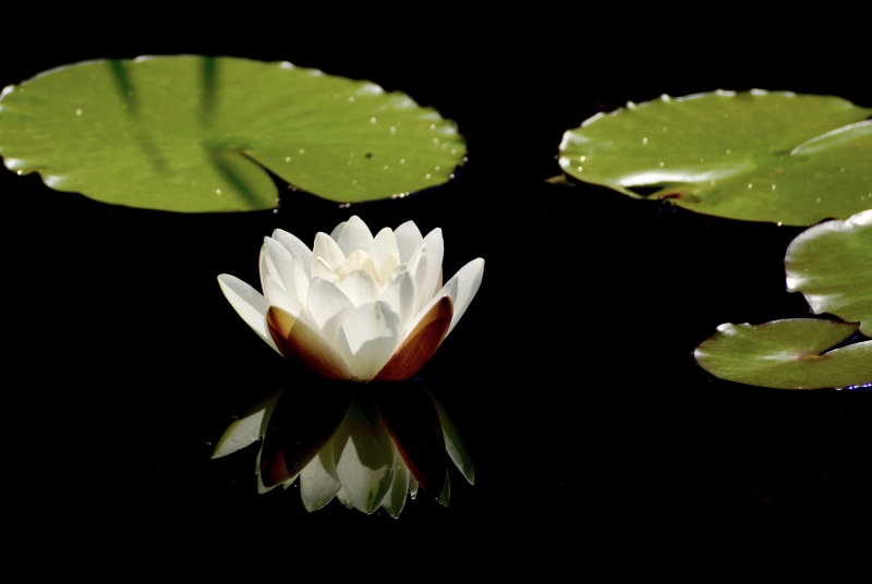 flower Head, flower, sweet, leaf, fragility, blossom, single Flower, aquatic plant, beautiful, beauty In Nature, summer, macro, plant part, emotion, leaves