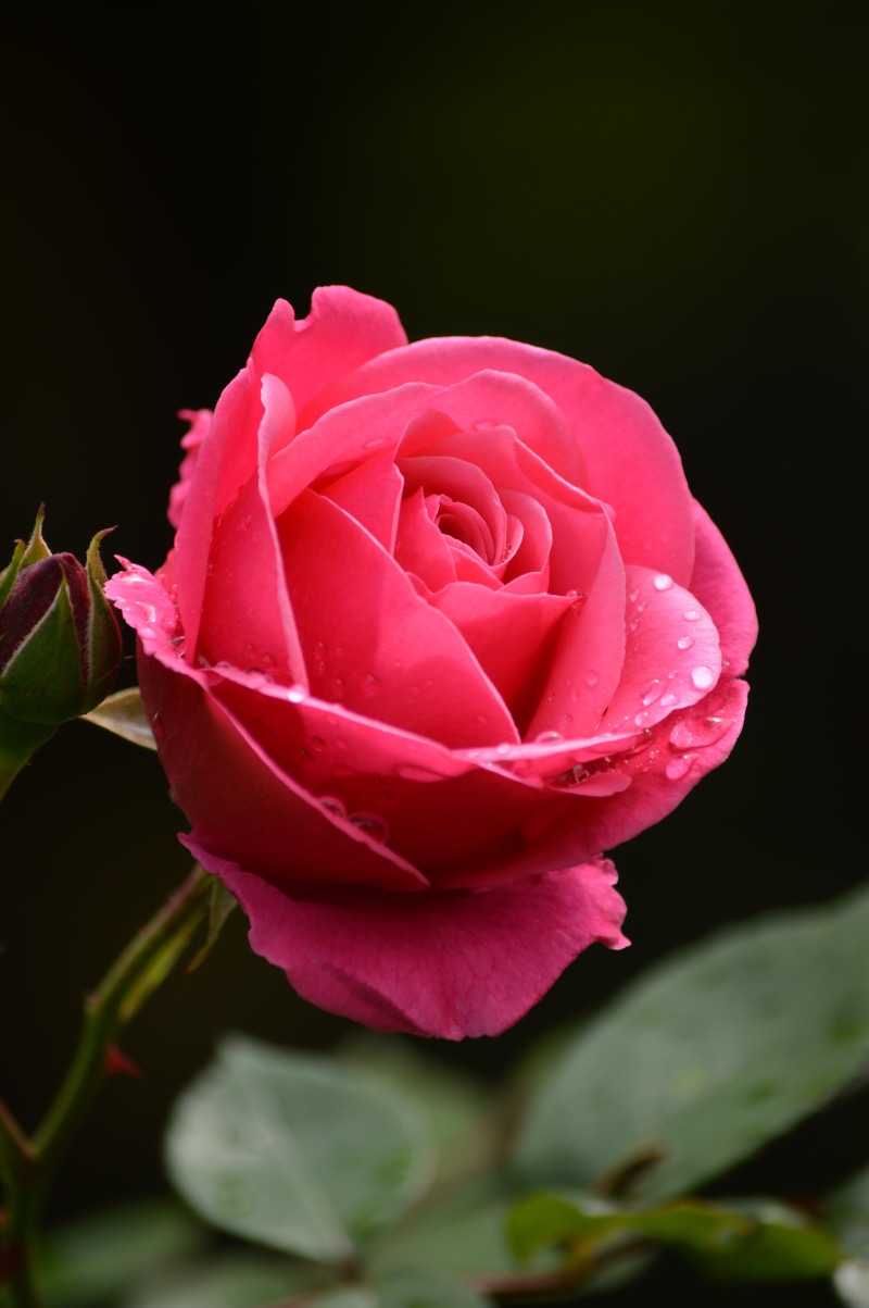 springtime, a garden plant, water, after the rain, pink, leaf, the petals, pink color, flower head, summer, photo, rain, freshness, nature, full bloom