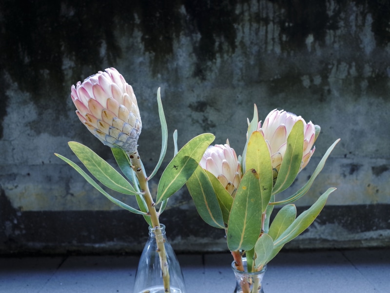outdoors, flower, nature, king protea, flowering plant, vulnerability, no people, flowering, plant, fragility, growth, 4K, inflorescence, water, natural