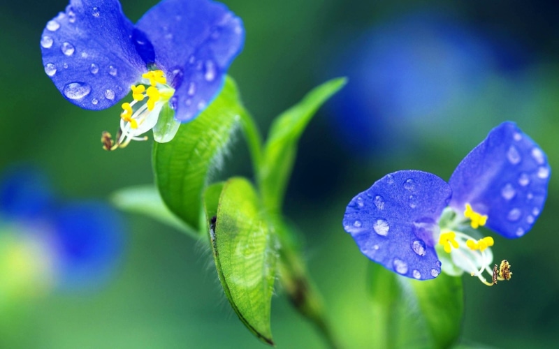 Blue, purple, Two, bloom, flowers, Flower, full, 1080P