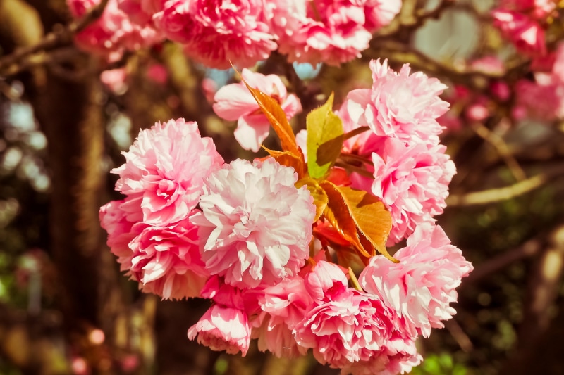 spring awakening, harbinger of spring, spring fever, tree, blossom, close-up, plant, beauty in nature, gardens, bud, sunny, cherry blossom, pink color