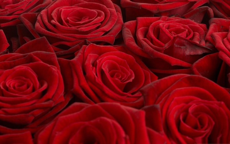 nature and landscapes, 2K, roses, rose, bloom, love, full, red, flower
