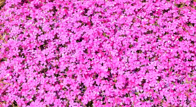 nature, blooming, no people, outdoors, summer, decoration, spring, day, full frame, flowerbed, petal, flowers, flowering plant, vulnerability, vibrant pink floral