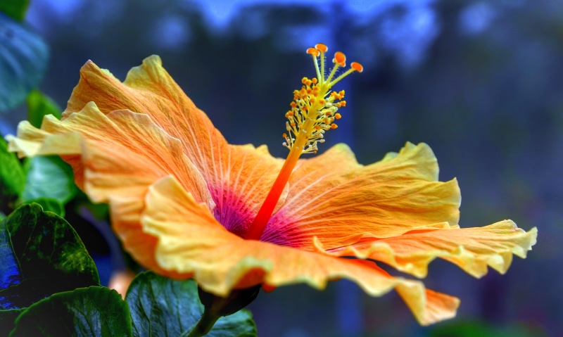 flora, orange, focus on foreground, beautiful, flower head, vibrant color, 4K, bloom, plant, flower, tropical, freshness, floral, purple, growth, inflorescence