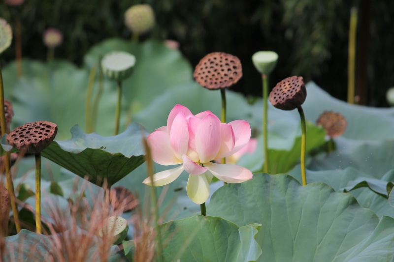 botany, floating on water, full bloom, pink, lotus Water Lily, freshness, 1080P, vulnerability, plant part, lovely, blooming, no people, focus on foreground