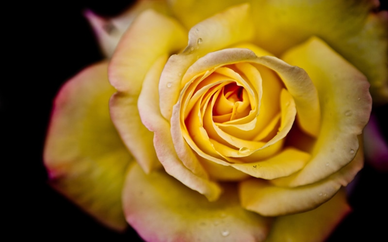 2K, Rose, Bloom, full, close, Yellow
