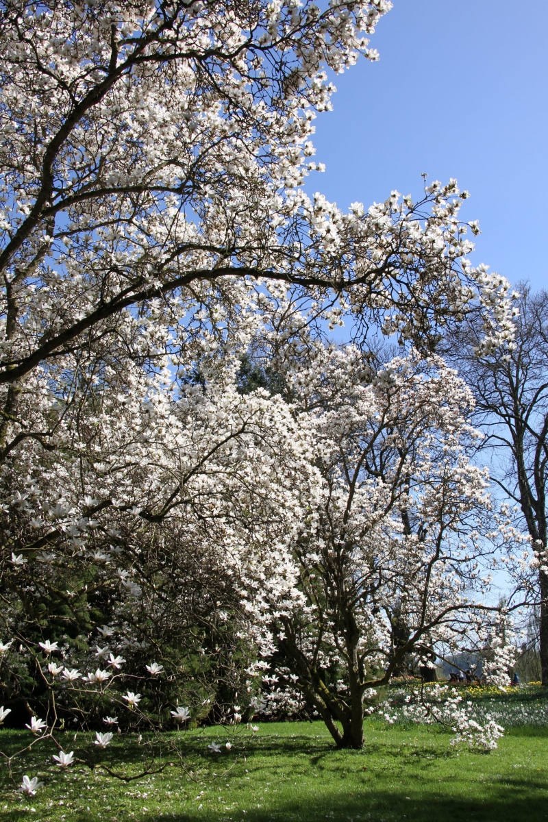sea of flowers, blossom, branch, cherry tree, fruit tree, 5K, tree, sunny, clear sky, fragility, growth, cherry blossom, magnolia tree, bloom, flower fullness