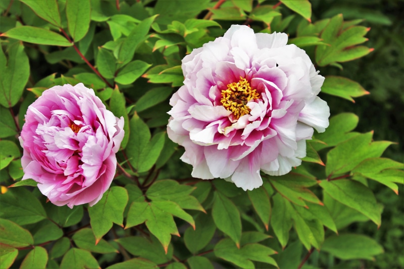 garden flowers, two, beauty in nature, buds in bloom, flower head, spring, mood, nature, boost, blooming, ornamental plants, garden, pink color, bloom