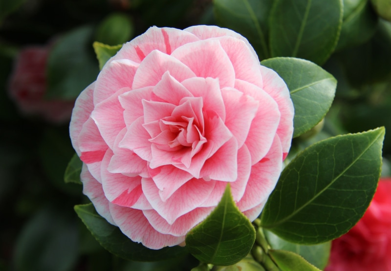 nature, vulnerability, full bloom, photo, pink color, rose - flower, plant, beauty in nature, 4K, spring, petaled, camellia, springtime, flower, bloom