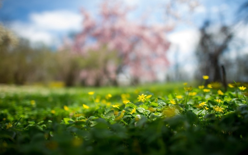 flowers, yellow, flower, Nature, bloom, field, 1080P, full, summer