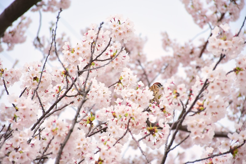 nature, freshness, fragility, japanese 花桜, growth, flowering plant, outdoors, bird, tree, cherry tree, spring in japan, blossom, flower, pink, low angle view