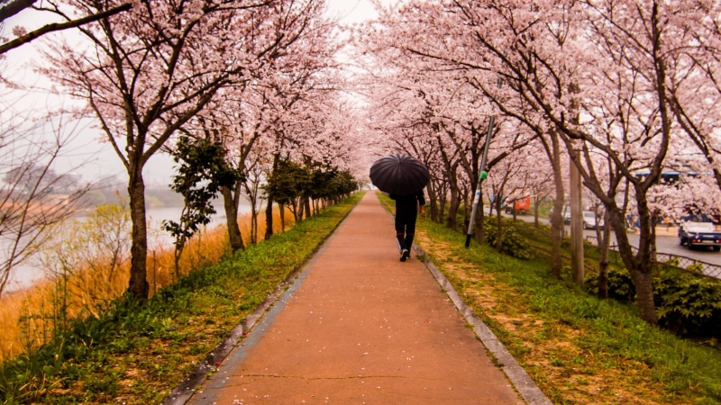 full length, pink, spring, transportation, walking on, travel, flower, rear view, lifestyles, landscape, treelined, autumn, growth, people, cherry blossom