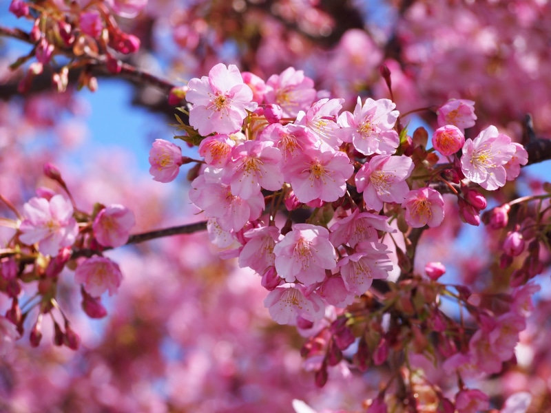 growth, pink color, antomasako, petal, shizuoka prefecture, inflorescence, vivid, cherry blossom, early spring, photo, close-up, flowering plant, freshness