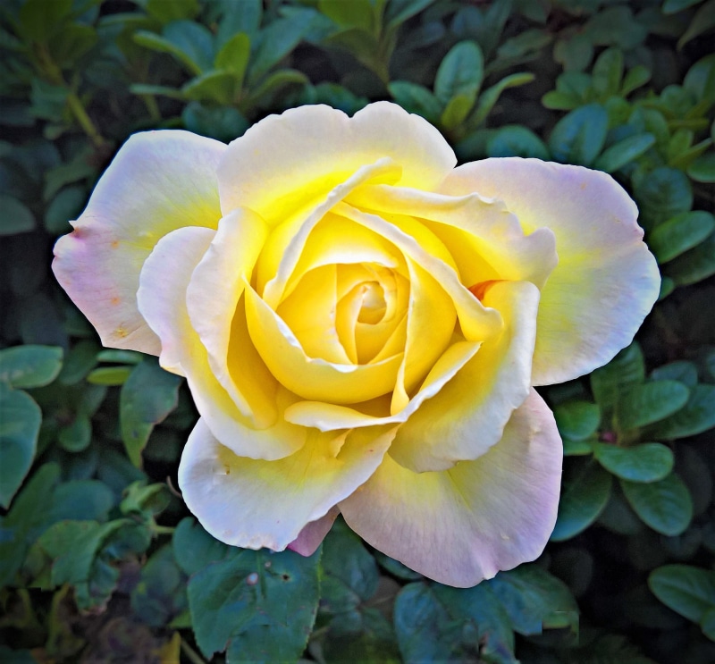 bright, love, springtime, selective, beauty In Nature, rose - Flower, rose, nature, rose bloom, close, photography, Floribunda, close-up, flowering plant