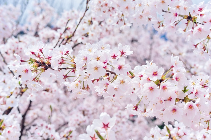 cherry tree, spring, branch, freshness, 4K, softness, fragility, arboretum, tree, pink color, close, japan, pink, cherry blossom, no people, flowers, flower head