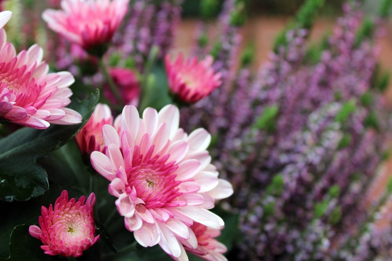 springtime, day, nature, full bloom, vulnerability, no people, close-up, flower head, growth, pink, the petals, pink color, 5K, fragility, garden, ornamental garden