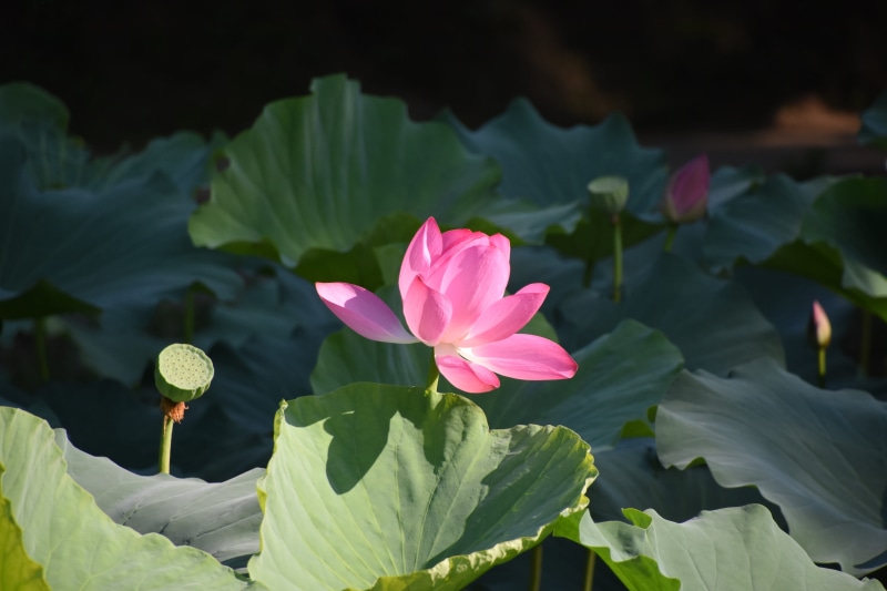 lotus water lily, sunshine, lake, leaf, in full bloom, flower, pink, flowering plant, plant, growth, water lily, lotus, 5K, the old summer palace, lotus pond