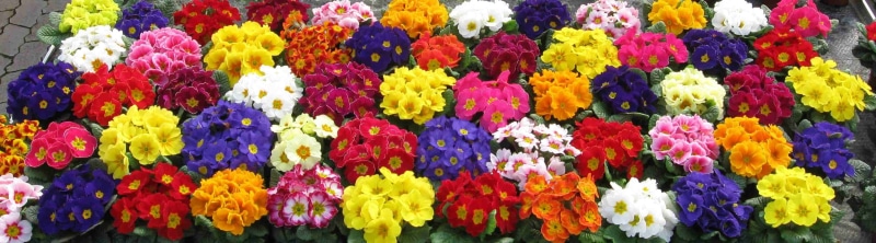 retail, choice, fragility, primula, yellow, close-up, Nature, Colorful, textile, freshness, plant, Primroses, vibrant color, flower head, flower, floral garland