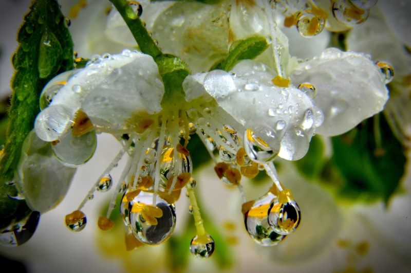 animal, close-up, macro, 5K, insect, focus on foreground, white, flowers, freshness, flora, no people, garden, drop, animals in the wild, rain, growth
