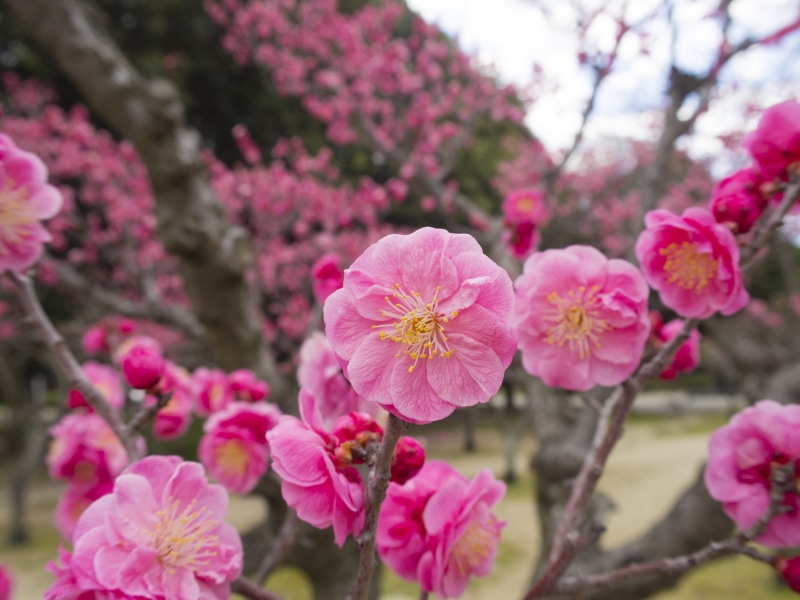 pink, plant, fragility, spring, cute, flowers, red plum, vulnerability, bloom, plum blossoms, outdoors, springtime, blossom, 4K, flowering, beauty, pollen