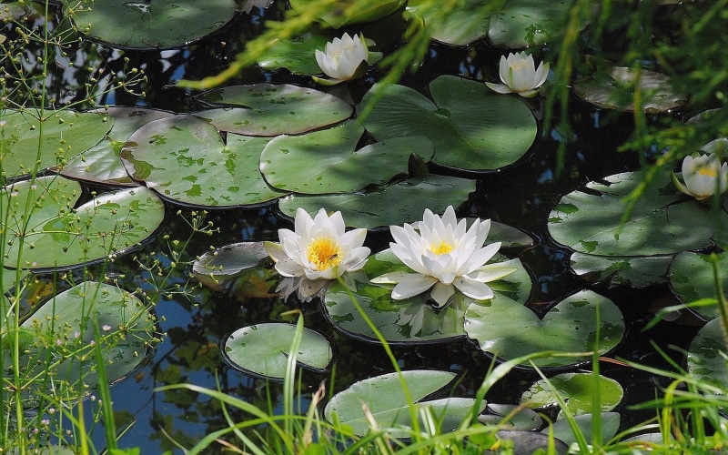 lilies, 2K, water, bloom, pond, full