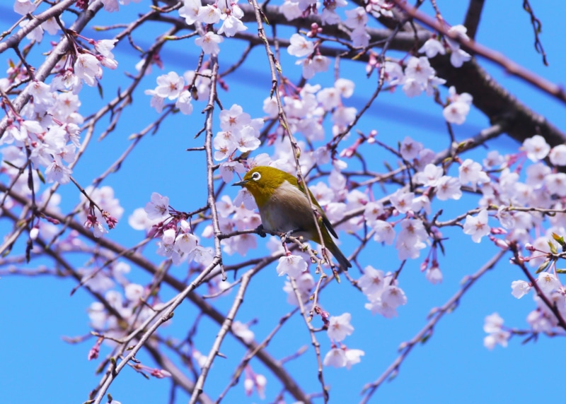 pink, brown, flowering plant, sakura tree, in full bloom, flowers, sky, kanagawa, nature, spring, animal, in 2016, day, tree branch, 3 months, springtime