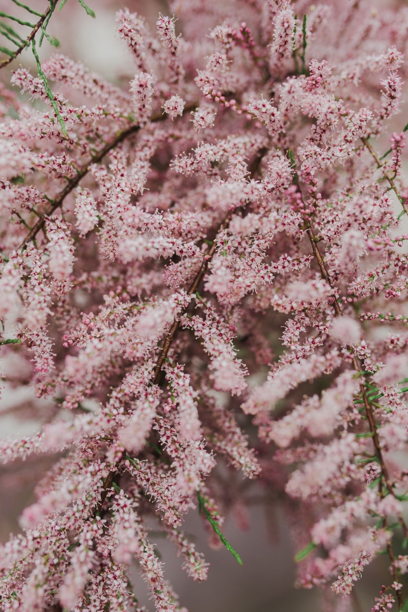 growth, 4K, full frame, branch, botany, selective focus, beauty In Nature, pink Color, cherry blossom, early Spring, flowers, springtime, close-up, pink