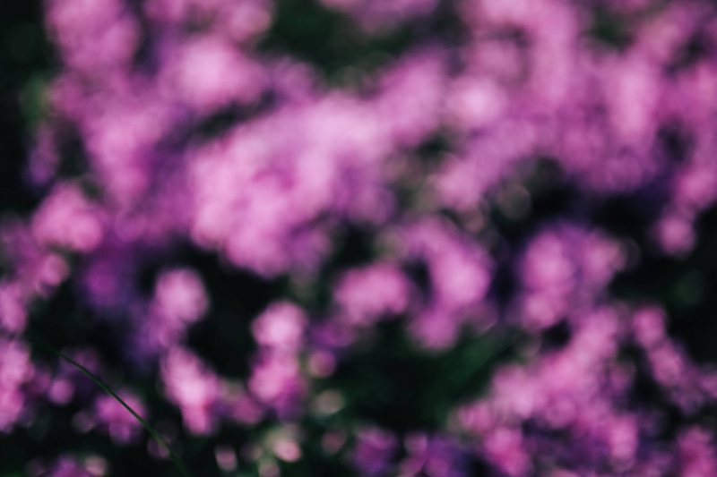 no people, flowers, nature, tranquility, defocused, abstract, blooming, garden, spring, beauty in nature, flora, outdoors, 4K, blurred motion, flower