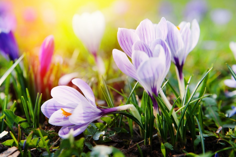 flower, meadow, vulnerability, 1080P, color, green Color, frühlingsanfang, petal, crocus, spring, land, garden, beauty In Nature, fragility, flower Head
