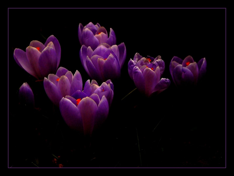 flower head, bunch of flowers, bright, inflorescence, flower fullness, flower, close, fragility, sea of flowers, violet, nature, spring, spring flowers