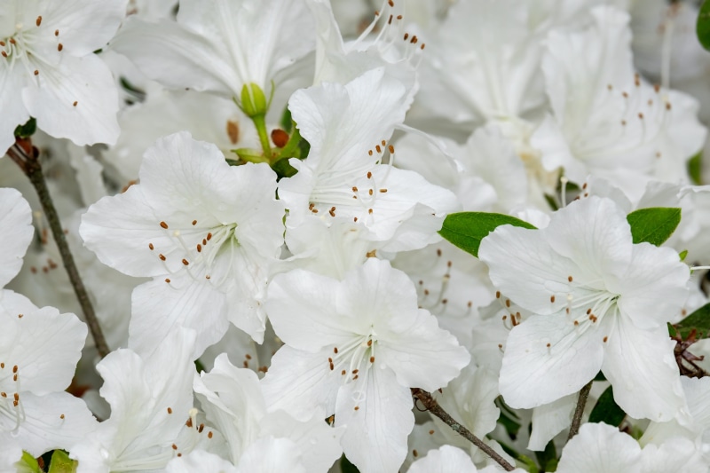 full bloom, flowers, blossom, close-up, no people, palestrina azalea, nature, botany, bunch of flowers, azalea, photography, beauty in nature, inflorescence