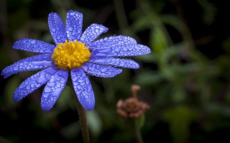 purple, shot, macro, Blue Daisy, daisy, Back Yard, San Jose, flower, my bed, Early Morning, macro shot, Felicia amelloides, yellow, 1080P, Darkness, fog