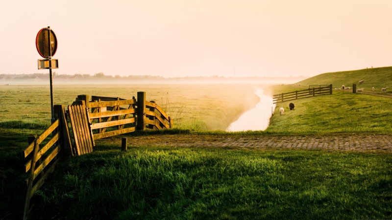 2K, Beauty, Creek, Morning, Early, Farm, Meadow, Sheep