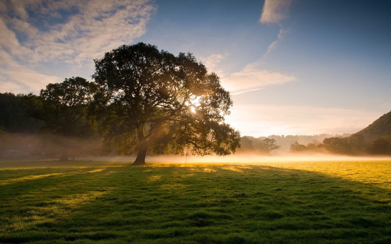 1080P, Morning, Grass, Early, Fog, Light, Beauty, Soft, Trees, Sunrise