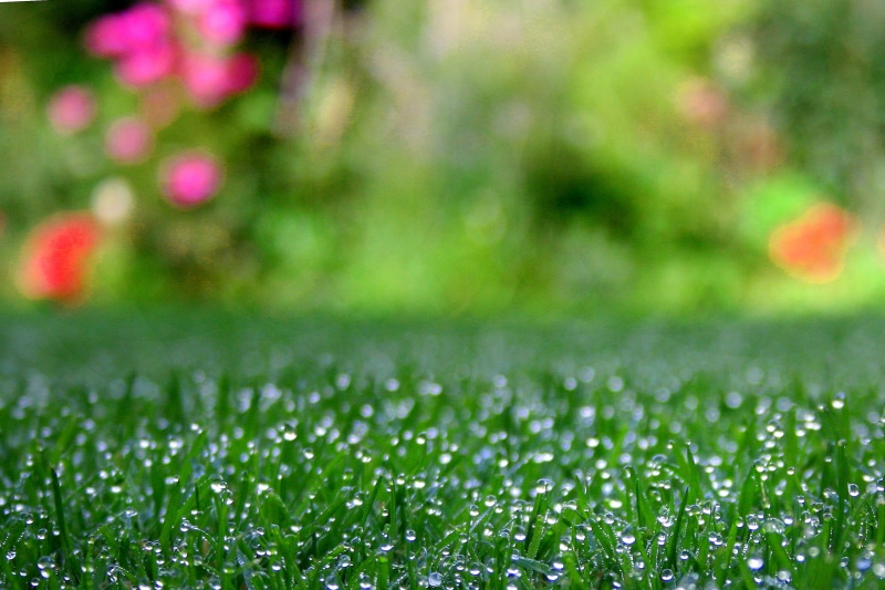 freshness, green grass, meadow, drop, Early morning, green, backgrounds, grass  green, field, grass, abstract, outdoors, green Color, defocused, dew, plant