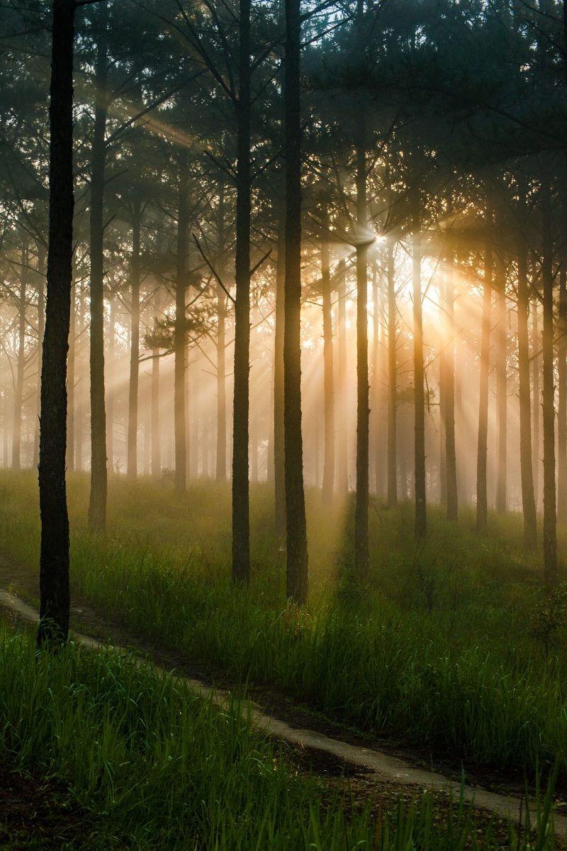 landscape, pine forest, in the early morning, dawn, tranquil scene, trunk, woodland, tree trunk, mist, tree, non-urban scene, 5K, sunlight, streaming