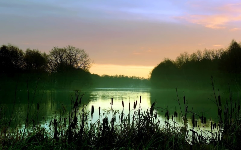 Mist, Morning, Scenery, Trees, Early, 1080P, Reeds, Lake