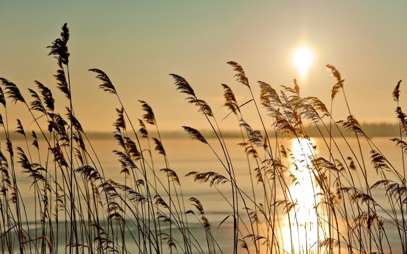 Fog, Scenery, Morning, River, Early, Sunrise, Riparian, 2K, Reed