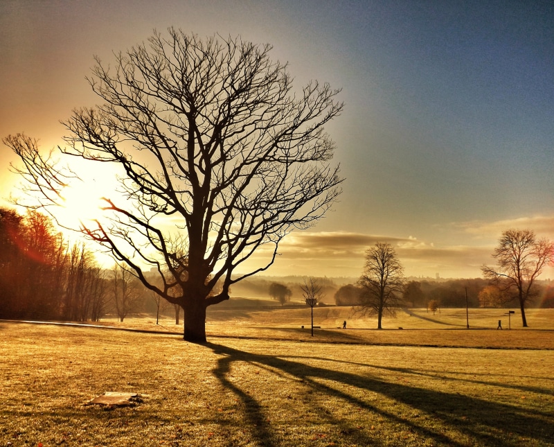 autumn, black, sunset  Tree, shadow, outdoors, season, misty, land, sunlight, frosty, clouds, light, rural Scene, forest, early  morning, 4K, bare, sunset
