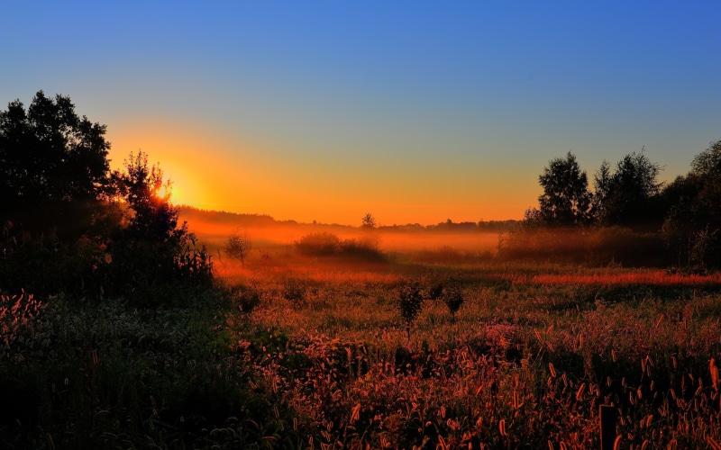 Sun, Trees, Fog, Dawn, Morning, Nature, Fields, 2K, Early